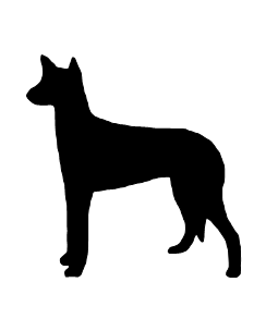 Ibizian hound
